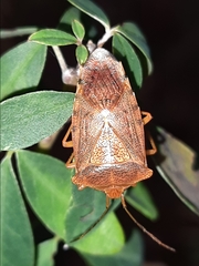 Acanthosoma denticaudum