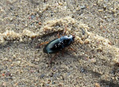 Harpalus latus
