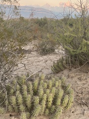 Echinocereus enneacanthus enneacanthus