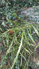 Muehlenbeckia platyclada