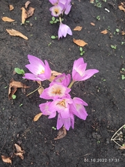 Colchicum