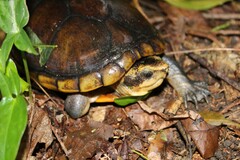 Kinosternon leucostomum