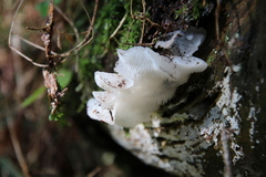 Pseudohydnum gelatinosum