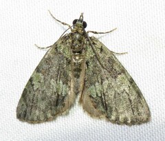 Hydriomena renunciata