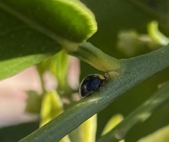 Apolinus lividigaster