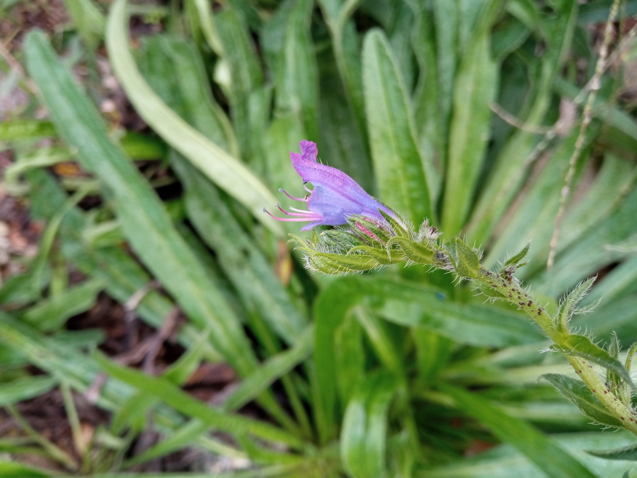 Echium vulgare pustulatum