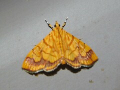 Cryptosara caritalis
