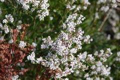 Leucopogon australis
