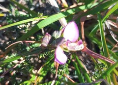 Polygala microlopha