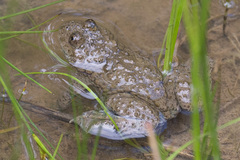 Bombina variegata