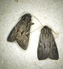 Fishia yosemitae