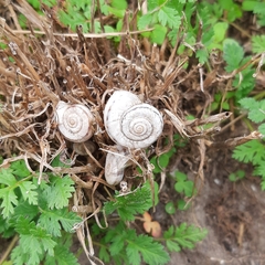 Xerolenta obvia