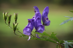 Aconitum variegatum