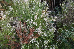 Leucopogon australis