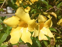 Allamanda cathartica