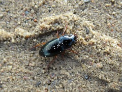 Harpalus latus