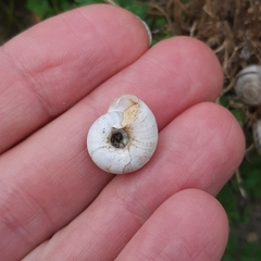 Xerolenta obvia