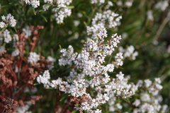 Leucopogon australis