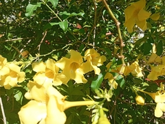 Allamanda cathartica