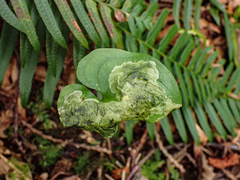 Parallelomma vittatum