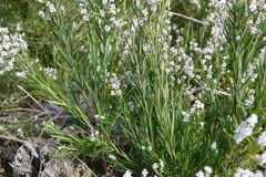 Leucopogon australis