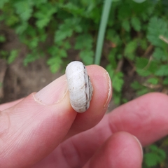 Xerolenta obvia