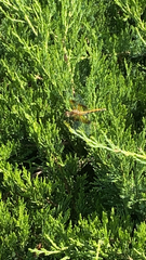 Sympetrum semicinctum