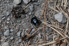 Phelotrupes formosanus