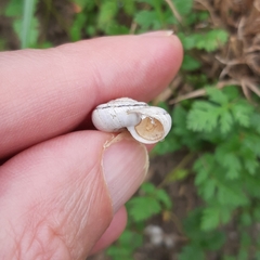 Xerolenta obvia