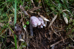 Monotropastrum humile