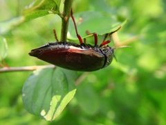 Sternocera chrysis
