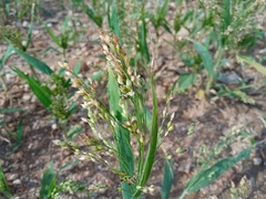Panicum miliaceum