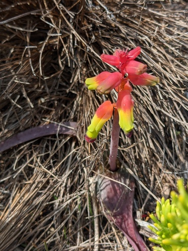 Lachenalia luteola