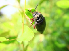 Sternocera chrysis
