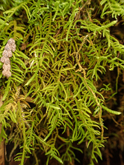 Claopodium bolanderi