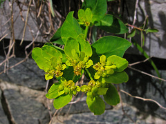 Euphorbia verrucosa