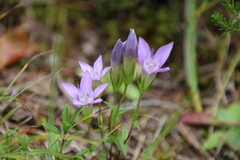 Gentianella germanica