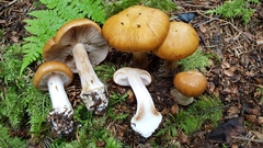 Cortinarius polymorphus