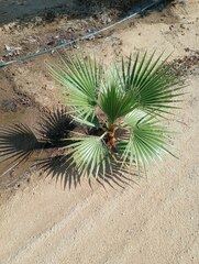 Washingtonia