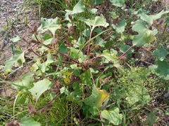 Xanthium orientale