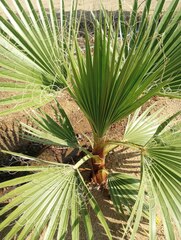 Washingtonia