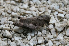 Psophus stridulus