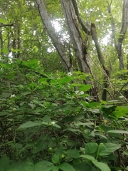 Capsicum annuum glabriusculum