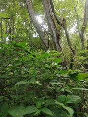 Capsicum annuum glabriusculum