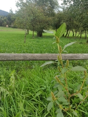 Amaranthus retroflexus