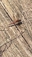 Sympetrum vicinum
