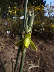 Albuca cooperi