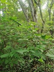 Capsicum annuum glabriusculum