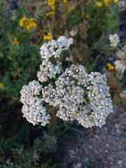 Achillea millefolium