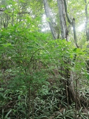 Capsicum annuum glabriusculum